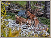 MOUFLONS